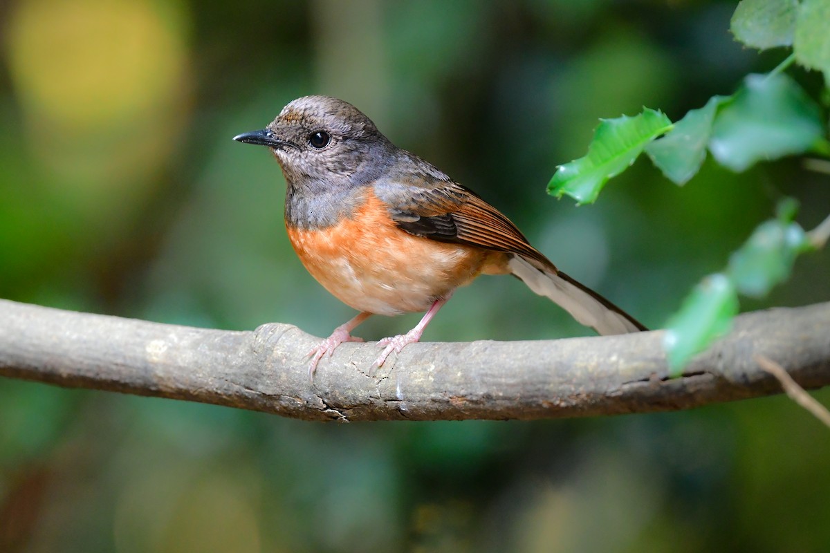 Шама білогуза - ML644640734