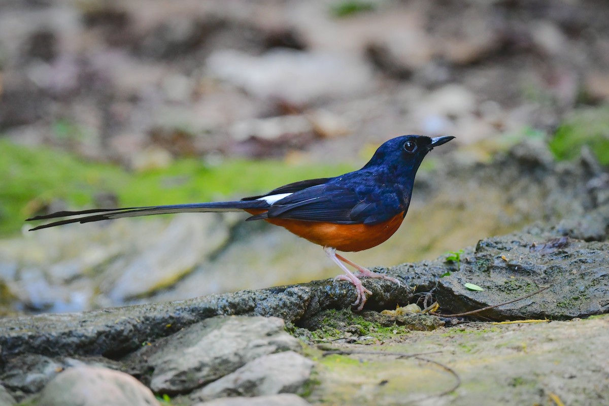 Шама білогуза - ML644640735