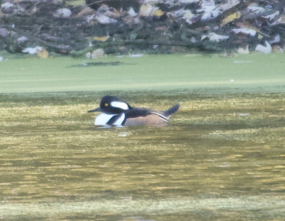 Hooded Merganser - ML644640737
