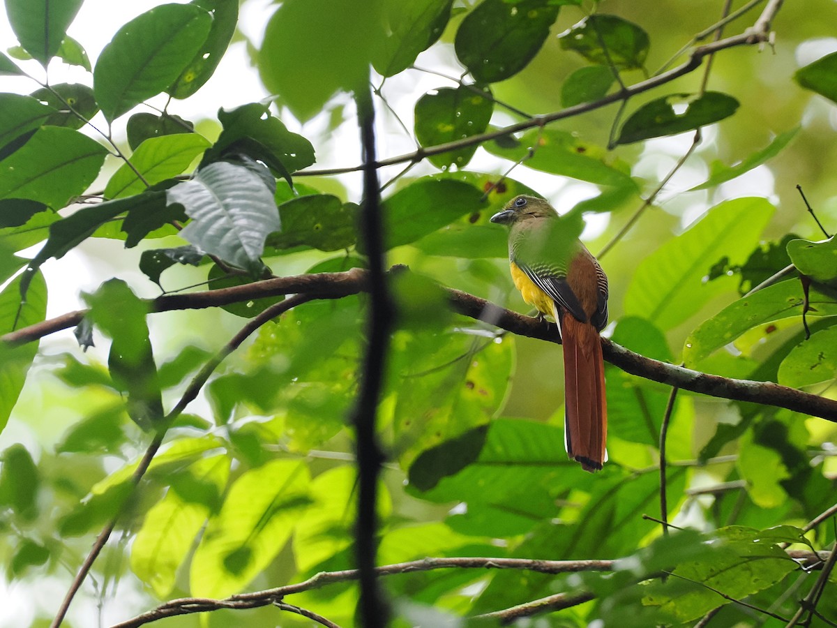 ヤマキヌバネドリ - ML644640738