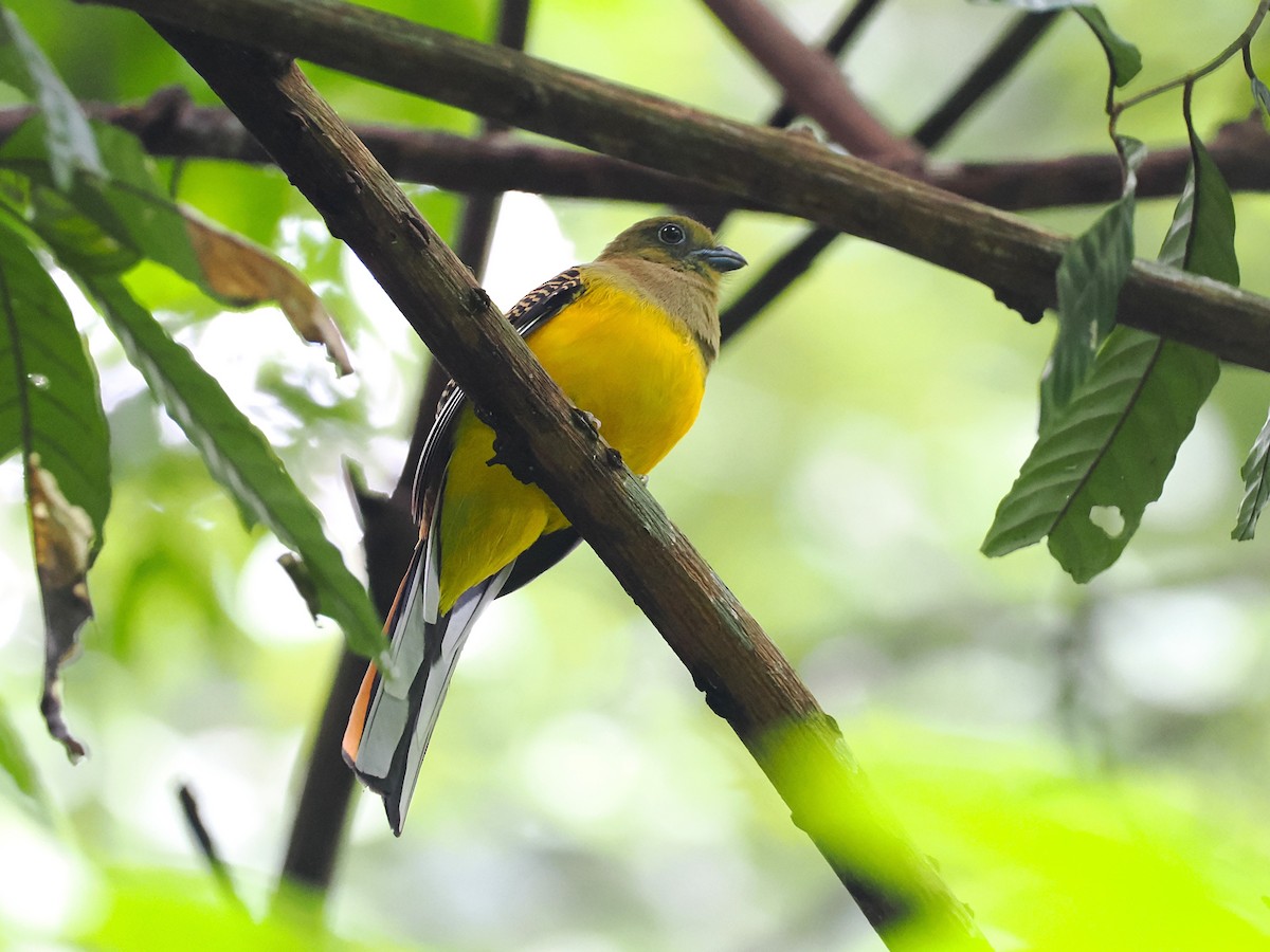 ヤマキヌバネドリ - ML644640739