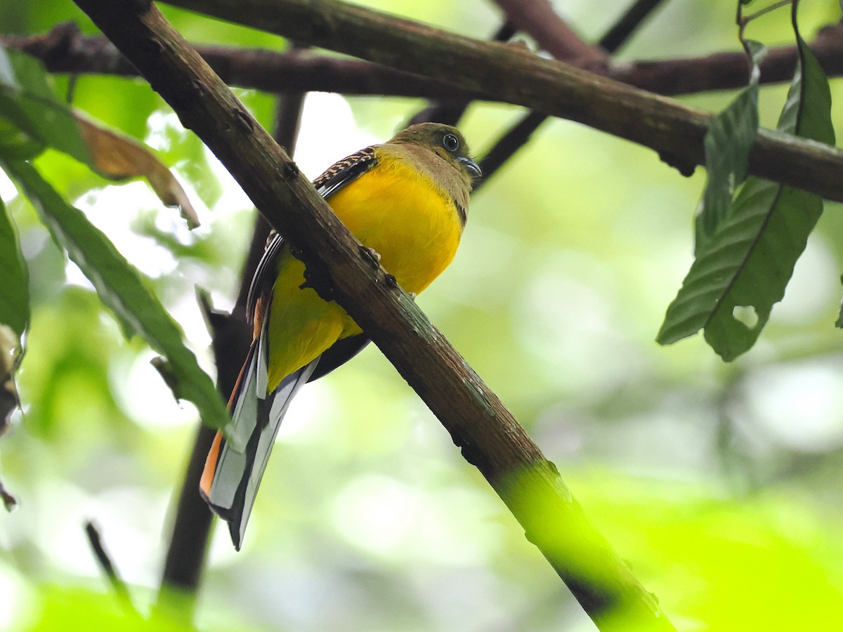 ヤマキヌバネドリ - ML644640740