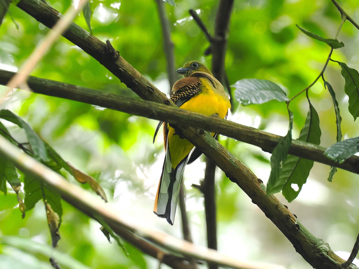 ヤマキヌバネドリ - ML644640741