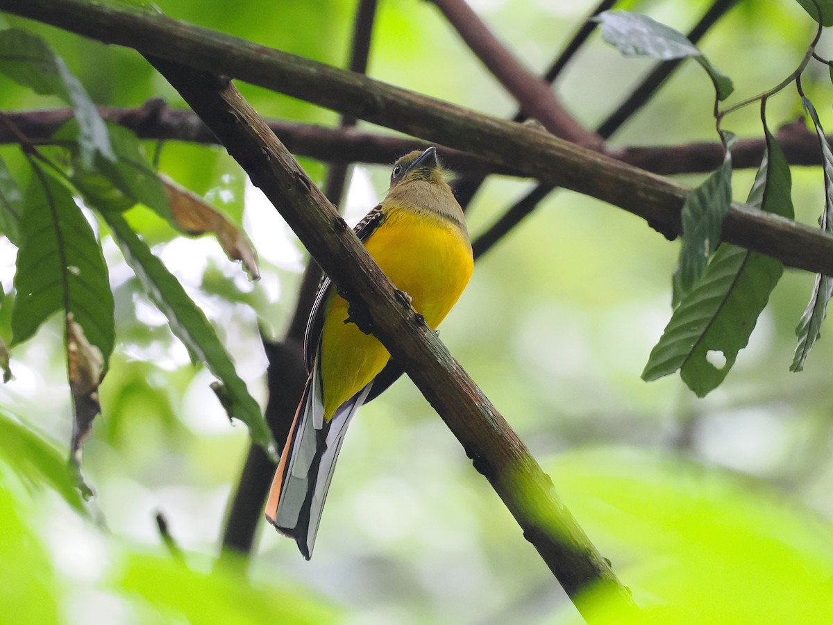 ヤマキヌバネドリ - ML644640743