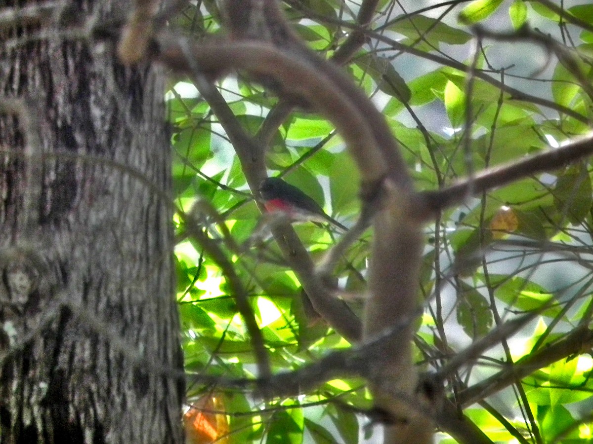 rosenflueskvett - ML644640747