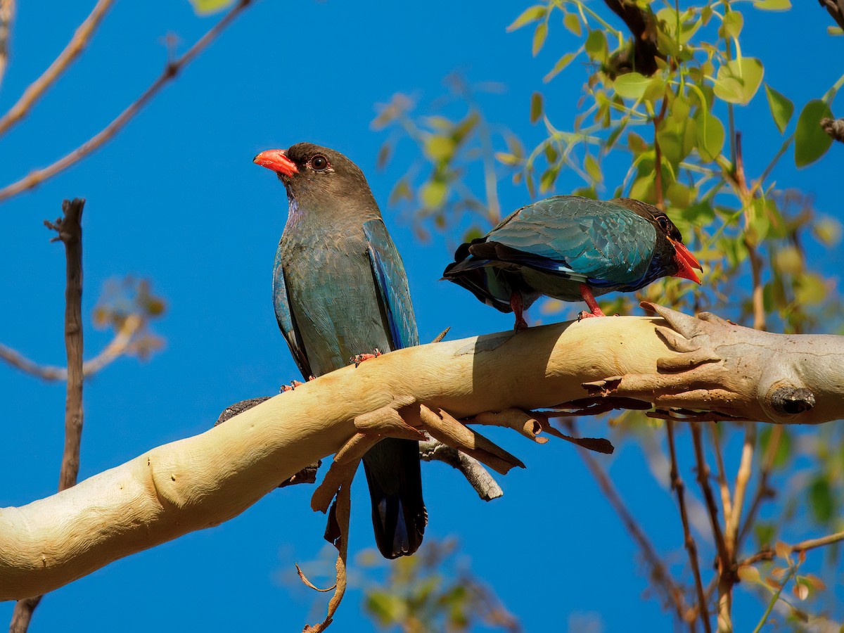 orientråke - ML644640751