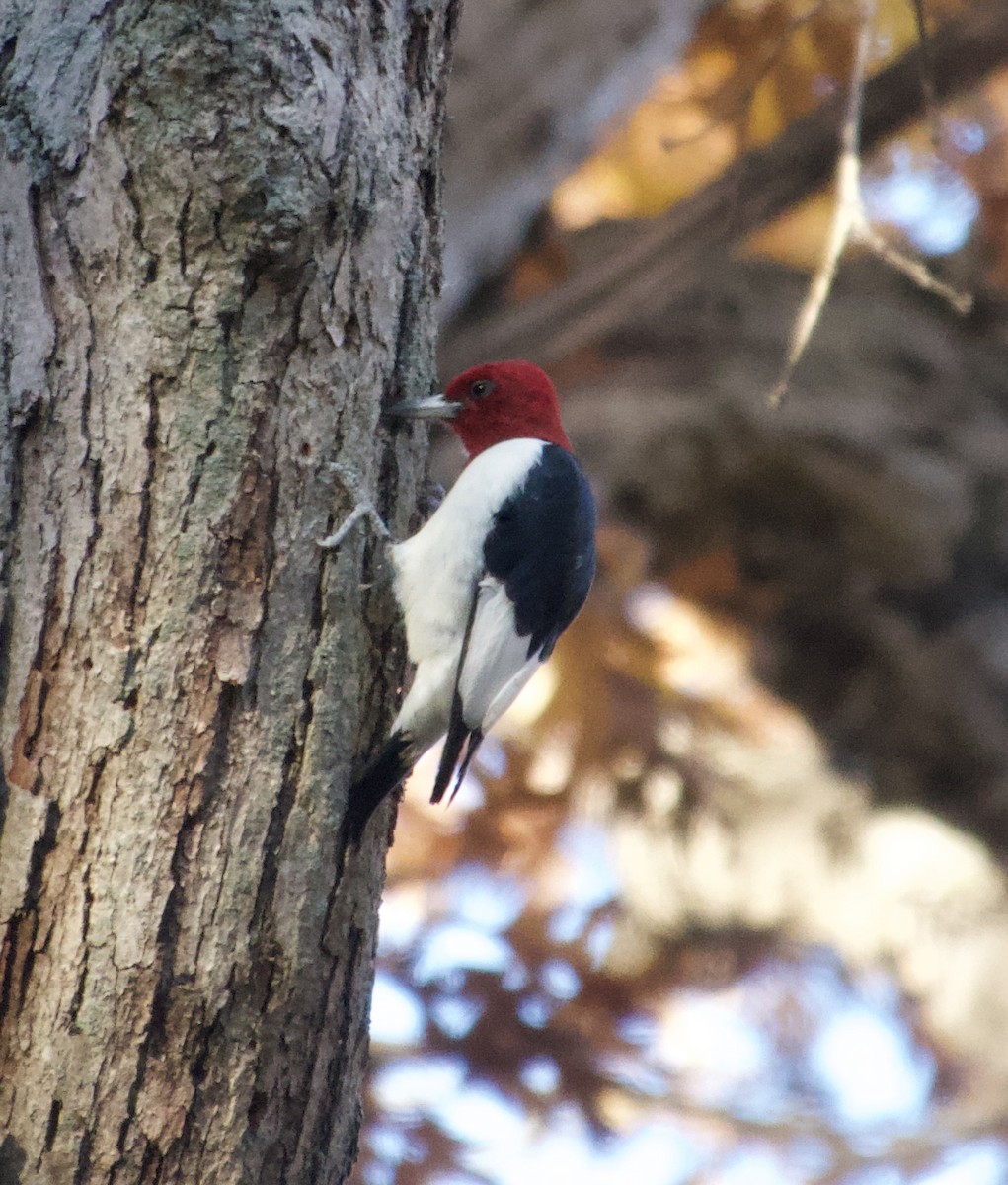 rødhodespett - ML644640752