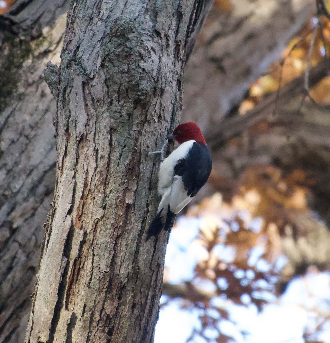 rødhodespett - ML644640757