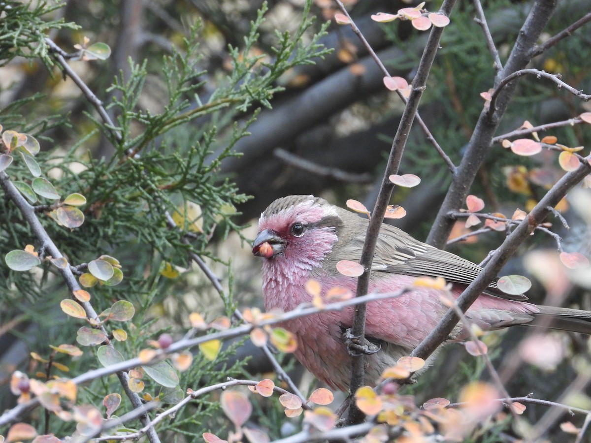 Camachuelo de Thura - ML644640758