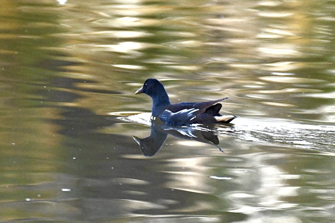 sivhøne - ML644640759