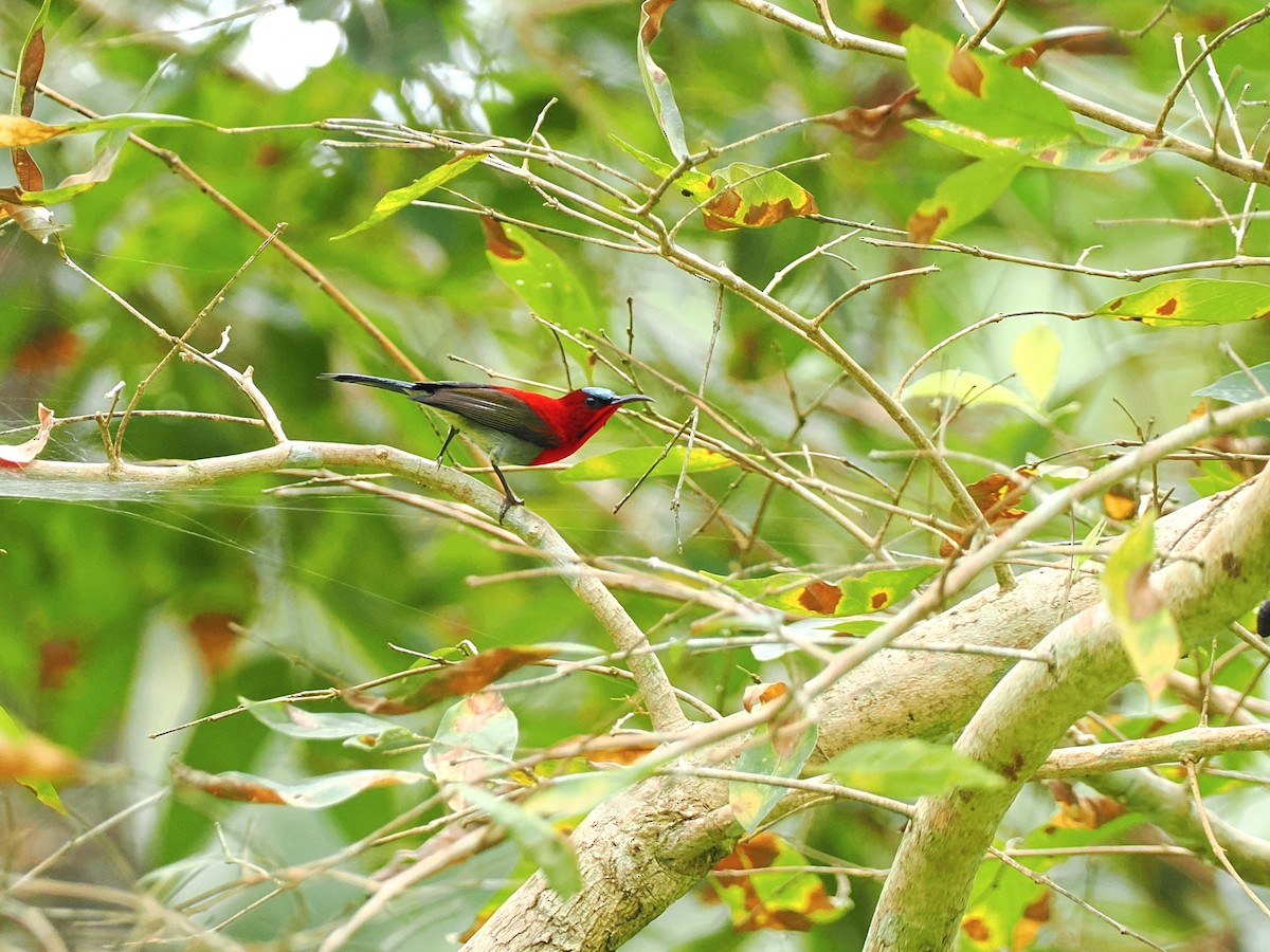 karminsolfugl - ML644640761