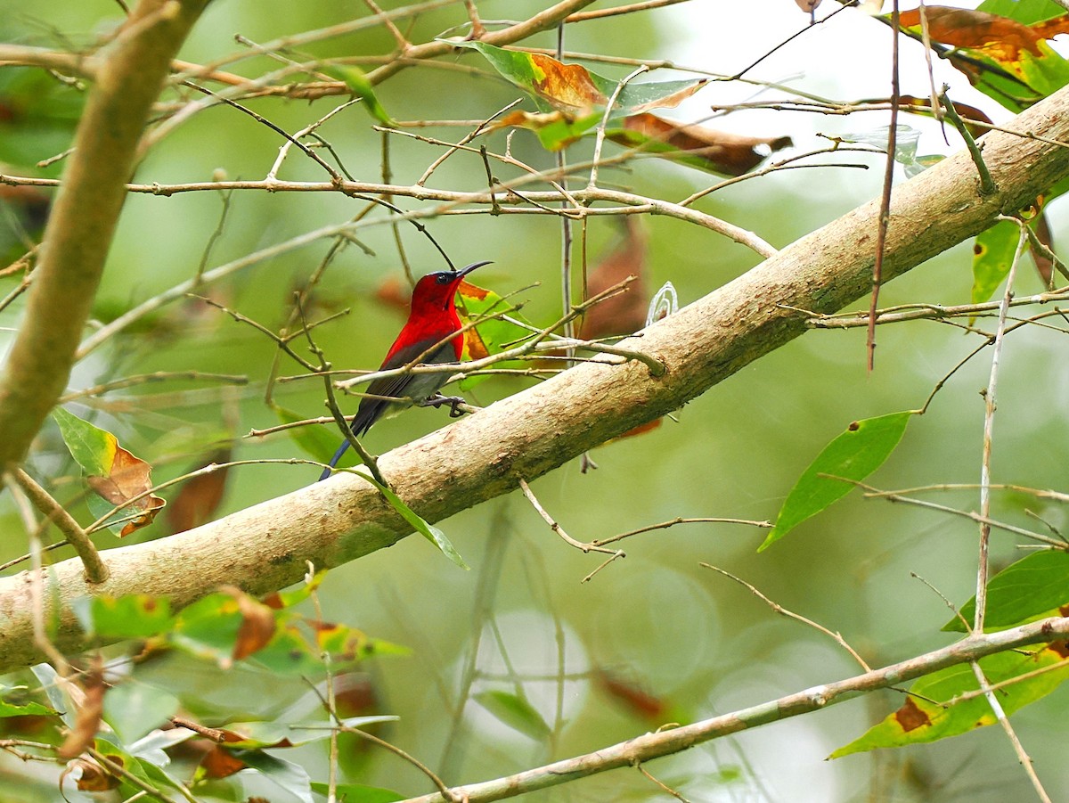 karminsolfugl - ML644640762