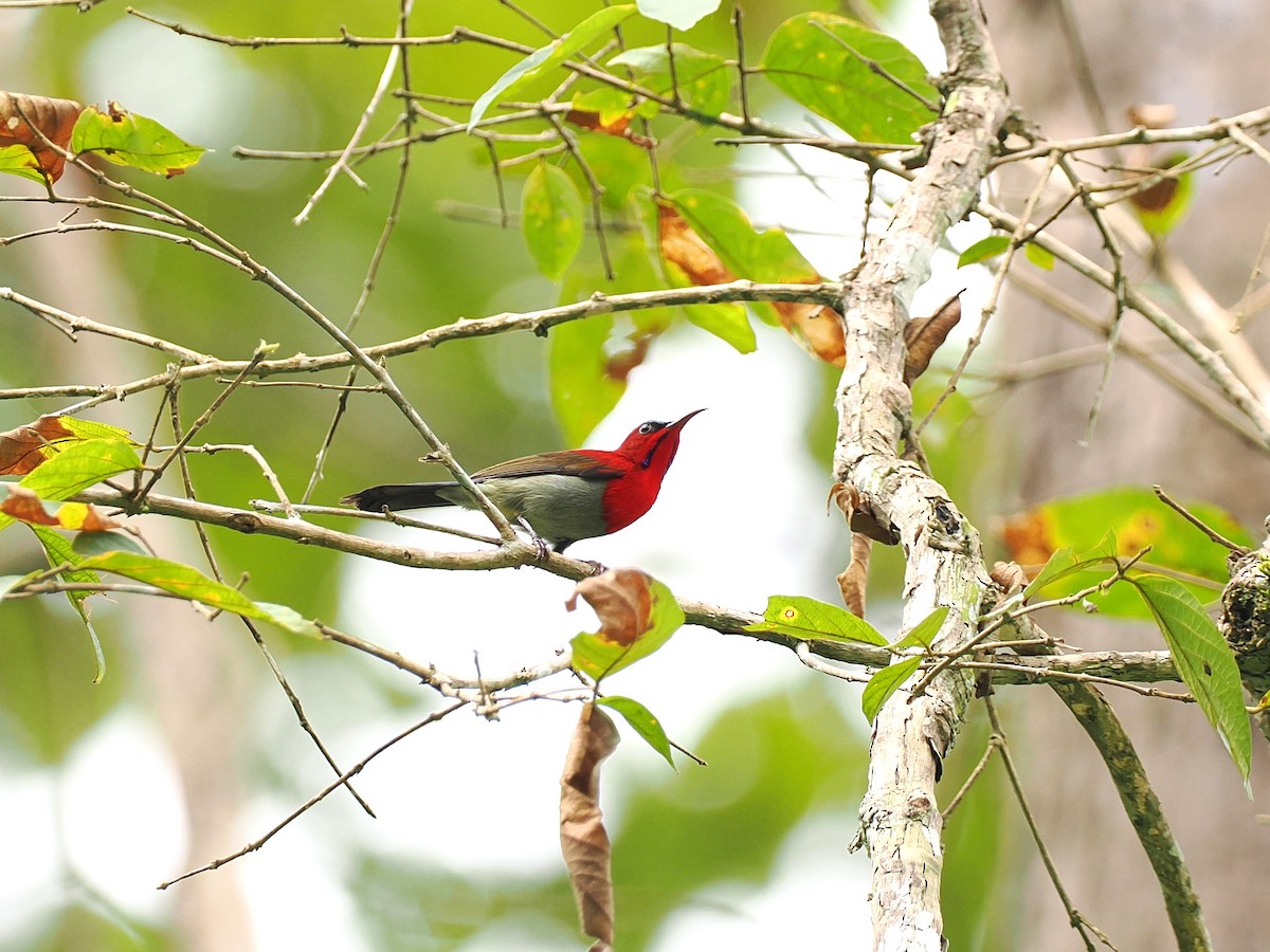 karminsolfugl - ML644640765