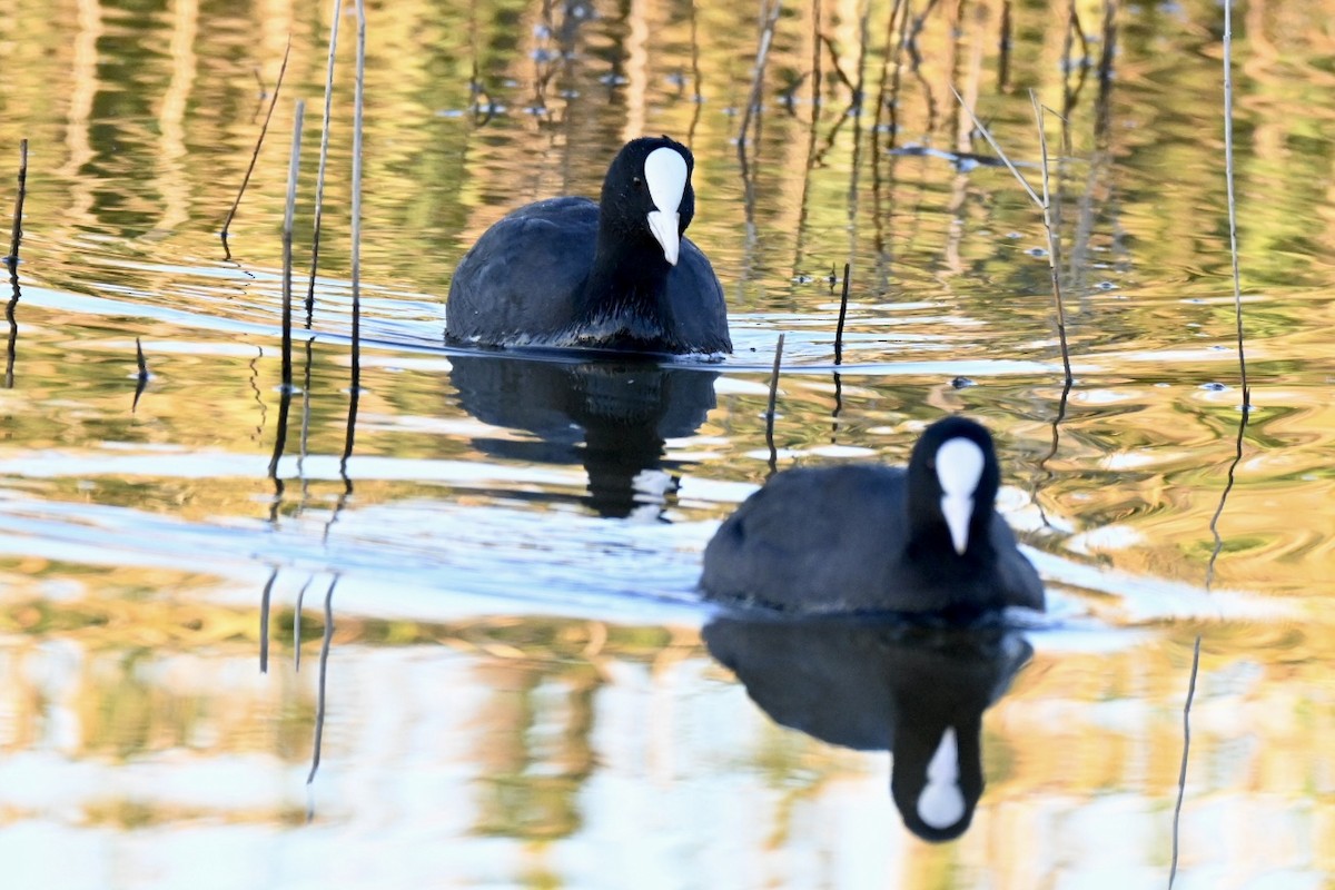 sothøne - ML644640767