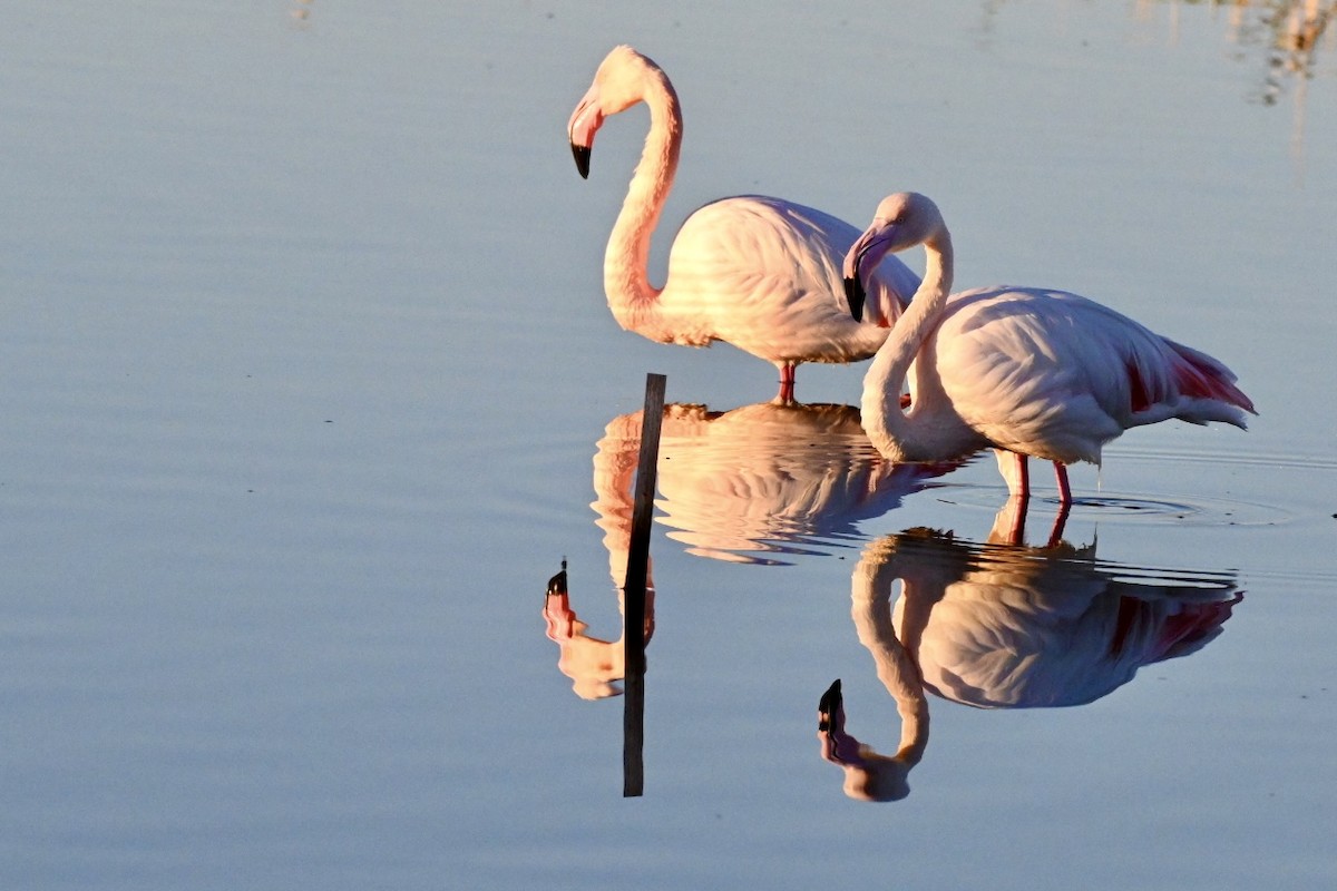 rosenflamingo - ML644640768