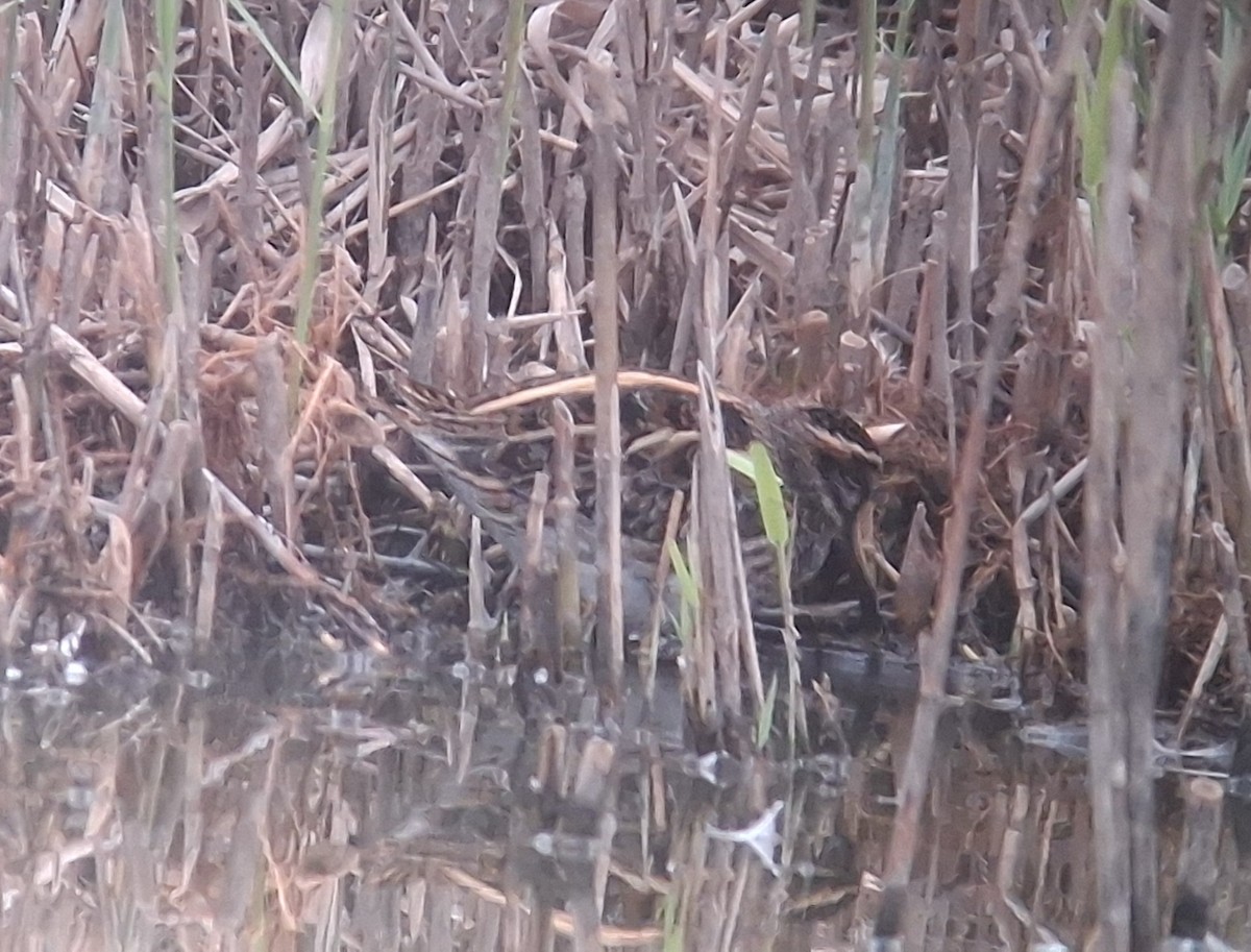 kvartbekkasin - ML644640770