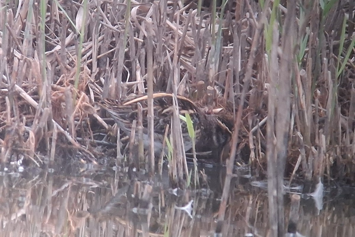 kvartbekkasin - ML644640771