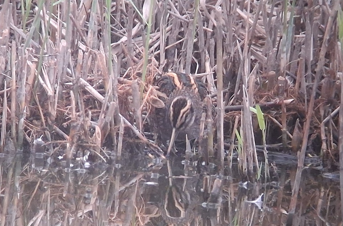 kvartbekkasin - ML644640772