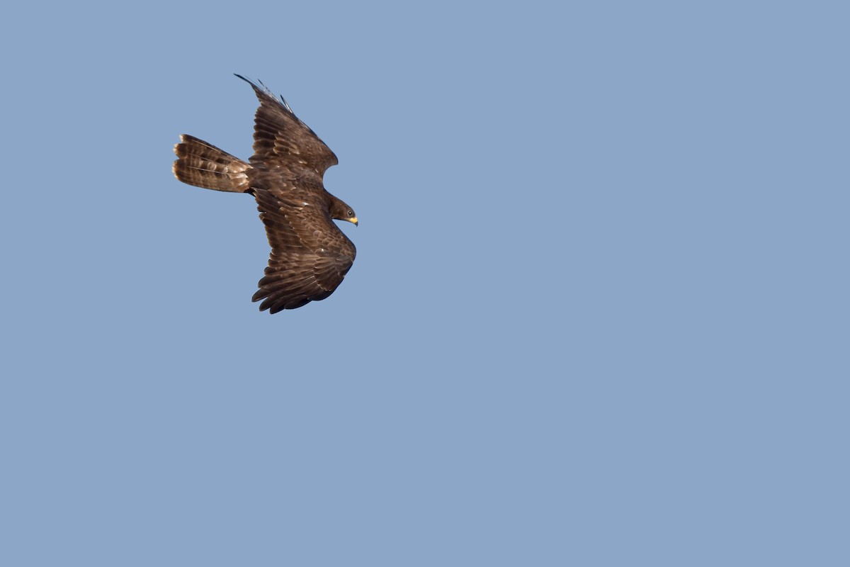 vepsevåk - ML644640773