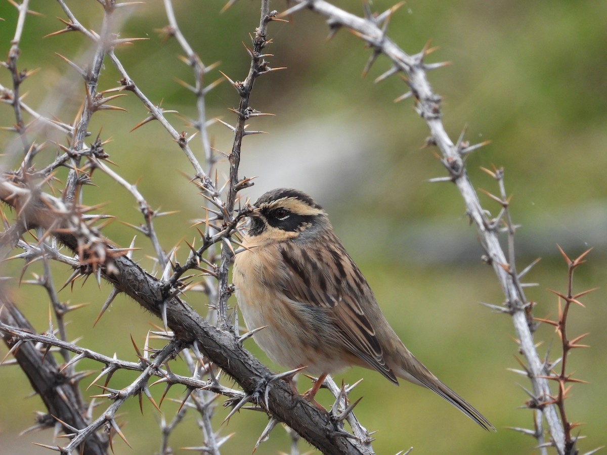 ノドグロイワヒバリ - ML644640779