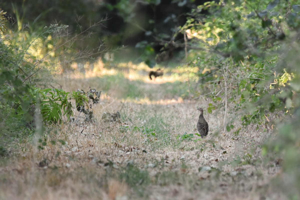 コウライキジ - ML644640780