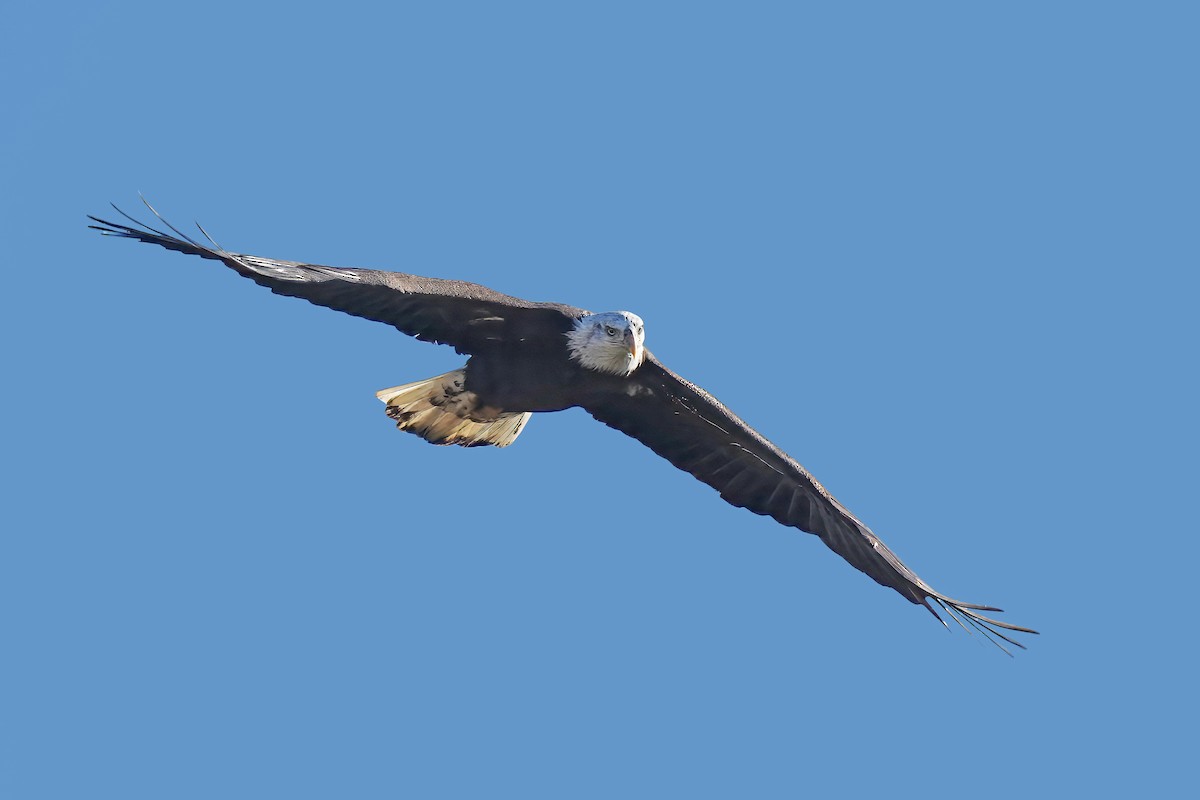 Bald Eagle - ML644640781