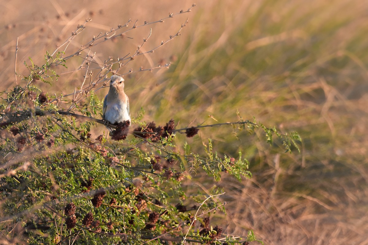ニシブッポウソウ - ML644640782