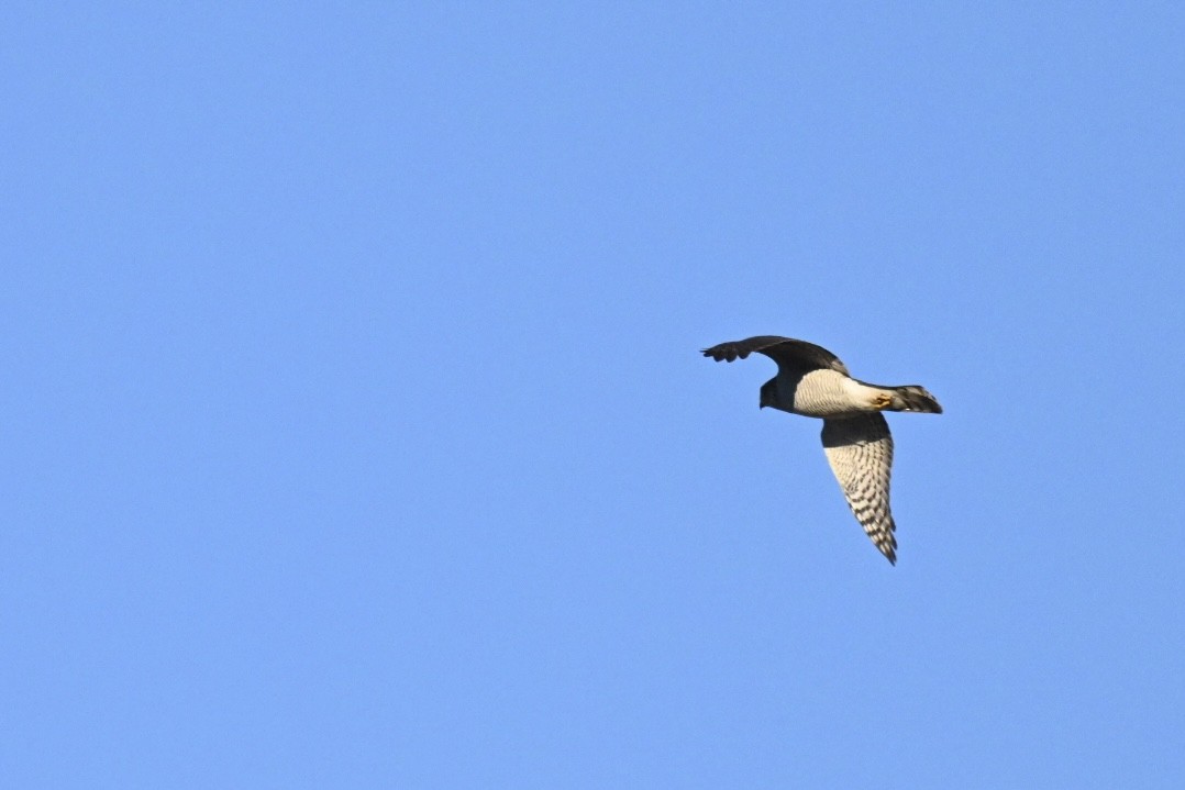 Gabirai arrunta - ML644640787