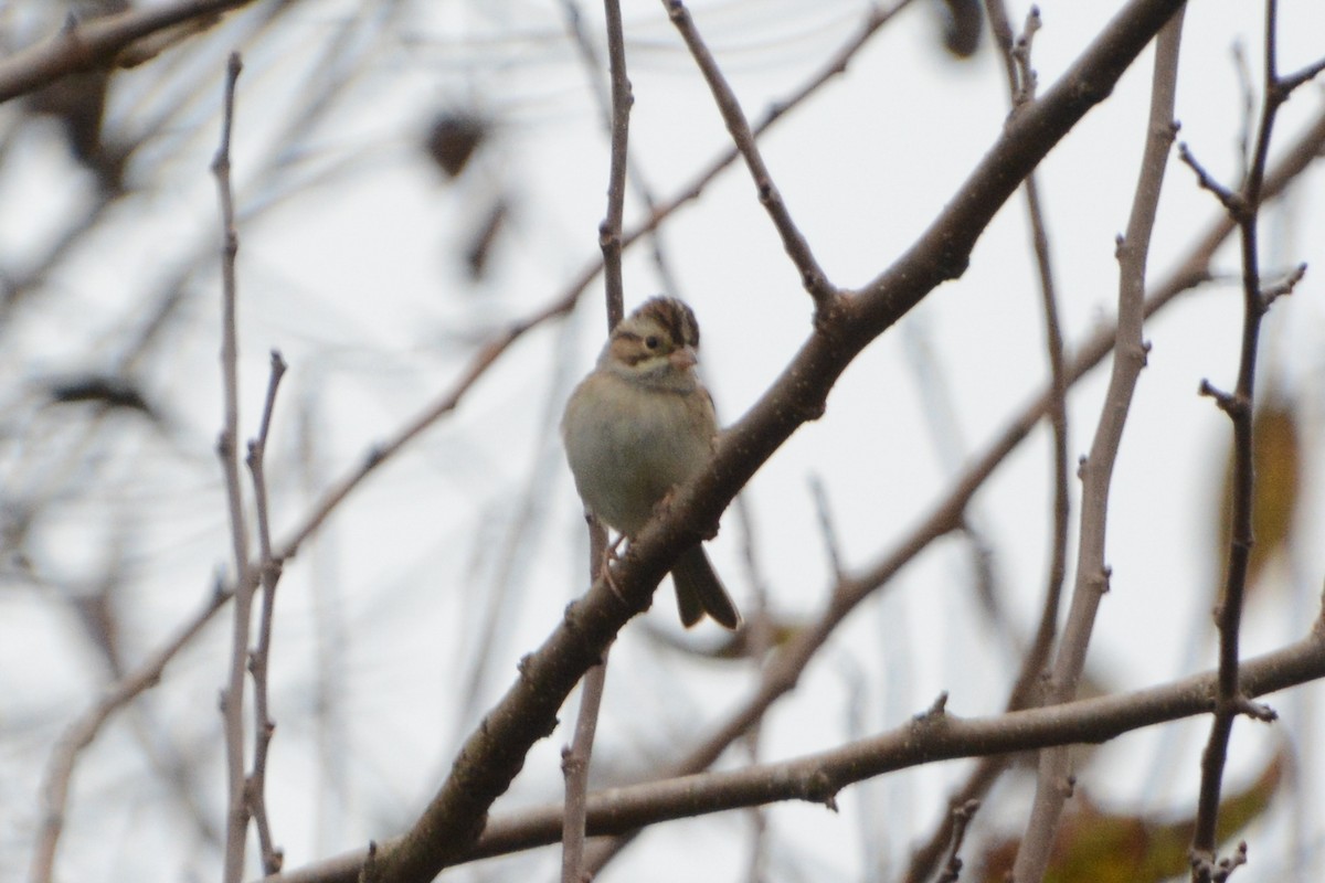 Clay-colored Sparrow - ML644640789