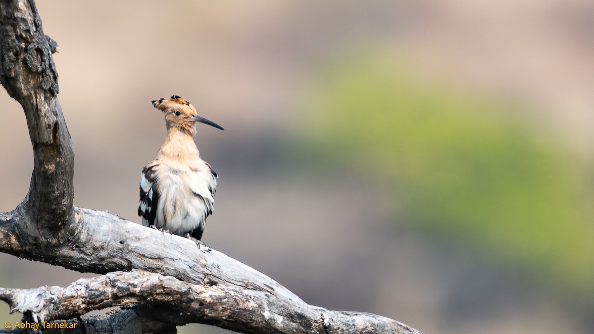 Wiedehopf - ML644640790