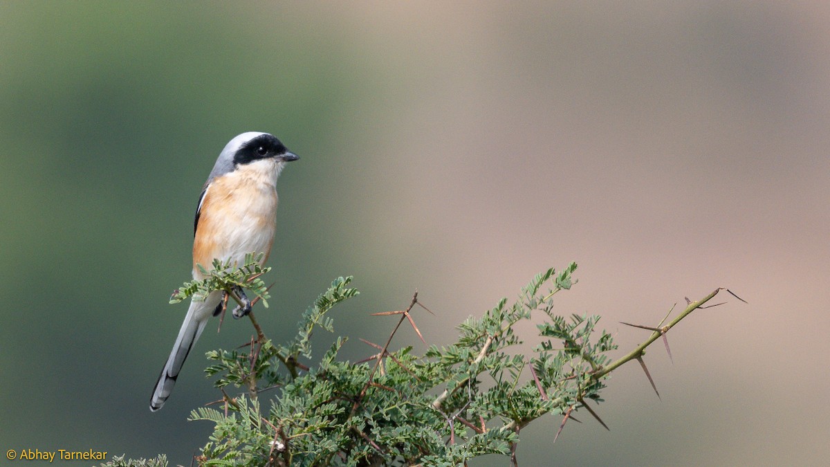 Schachwürger - ML644640793