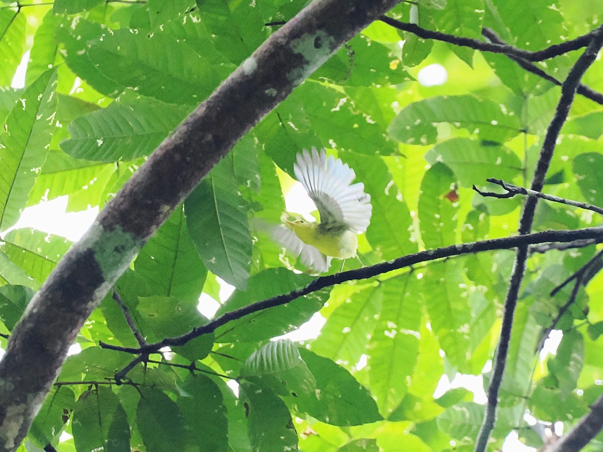 Sulphur-breasted Warbler - ML644640803