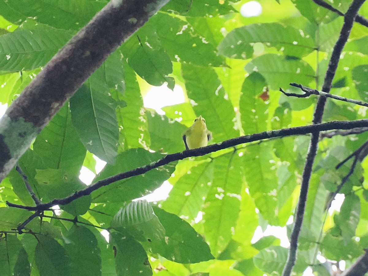 Sulphur-breasted Warbler - ML644640804