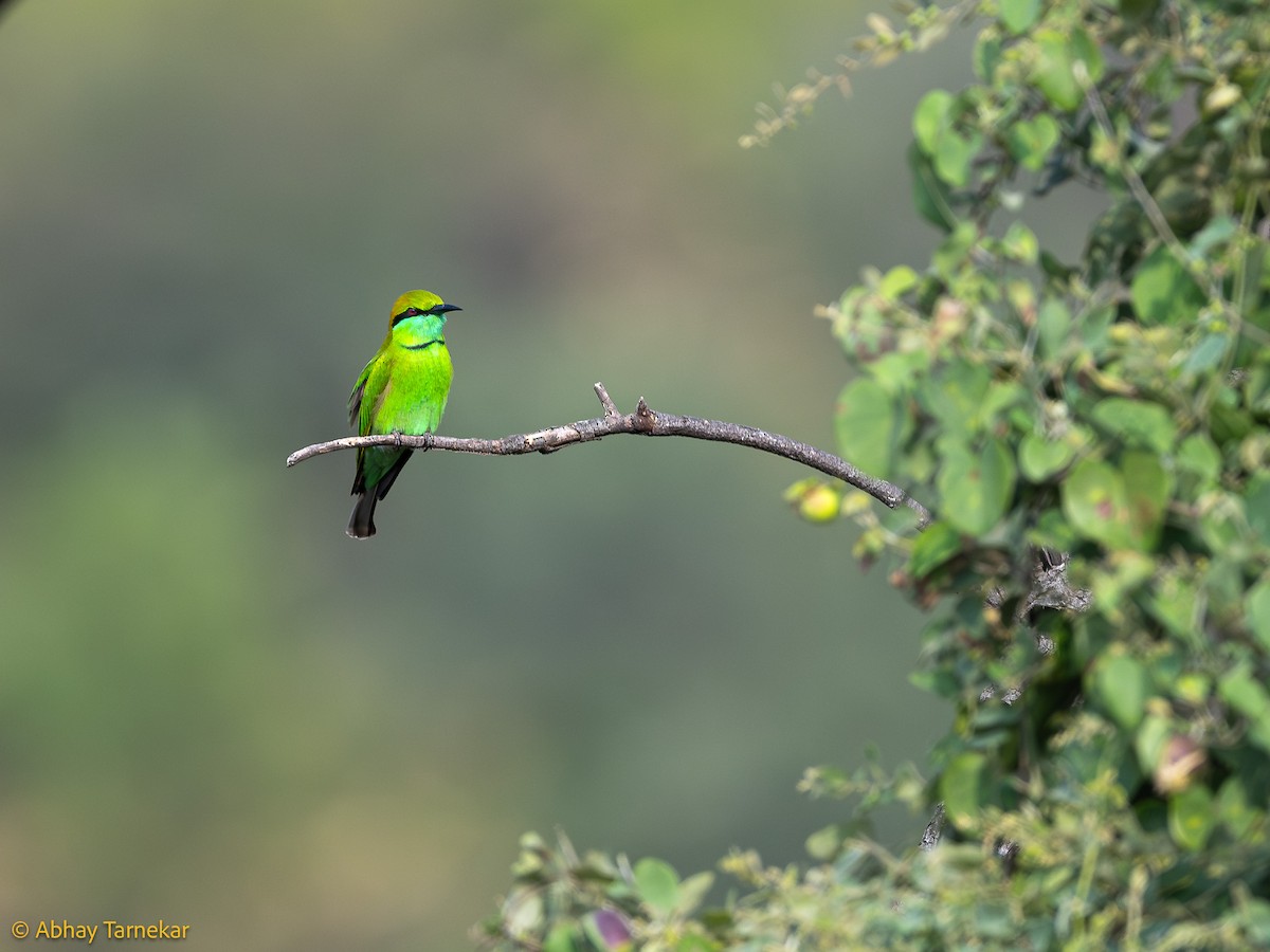 Asian Green Bee-eater - ML644640805