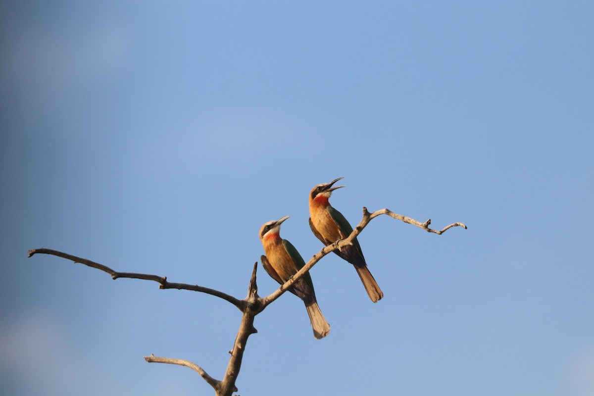 White-fronted Bee-eater - ML644640808
