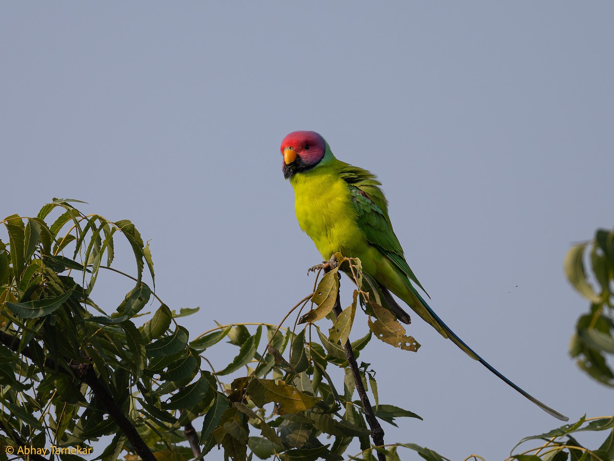 Папужець фіолетовоголовий - ML644640811