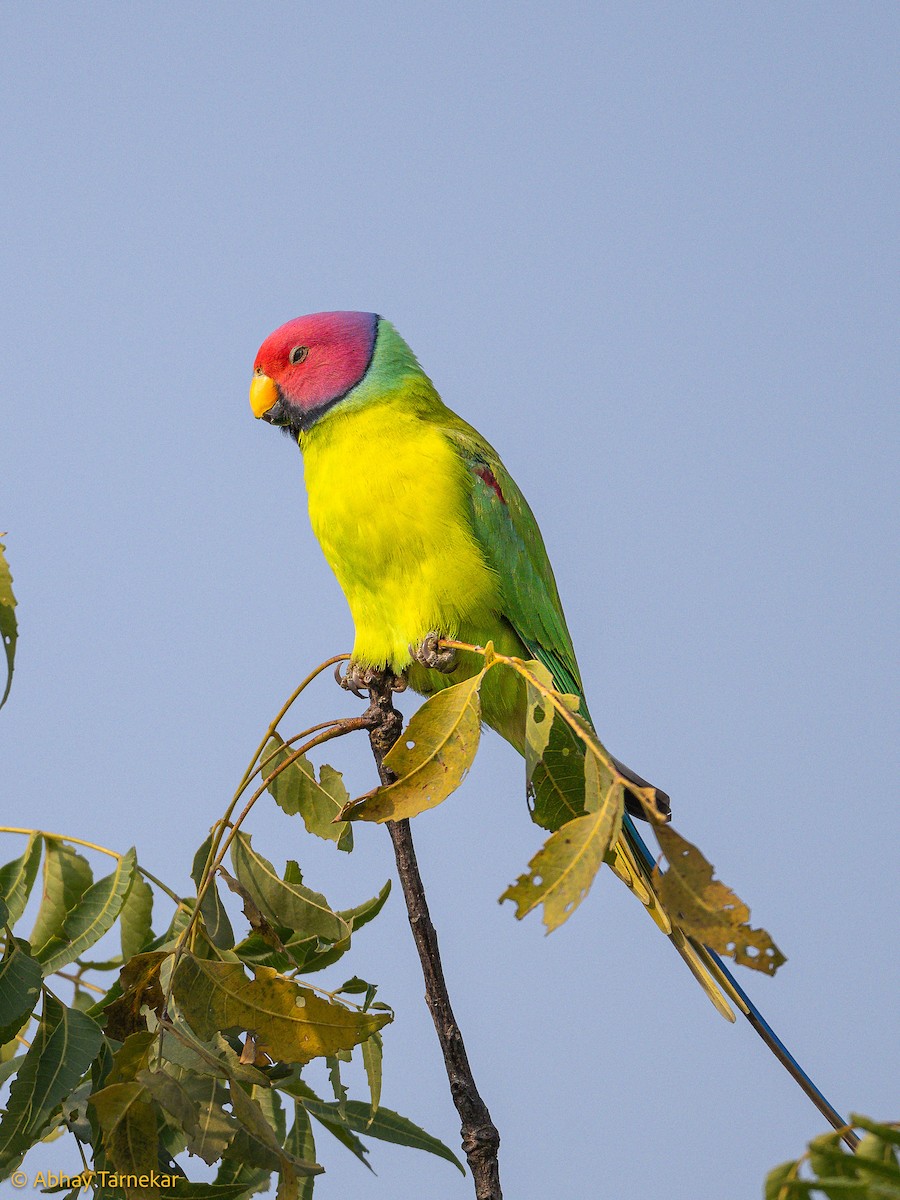 Папужець фіолетовоголовий - ML644640813