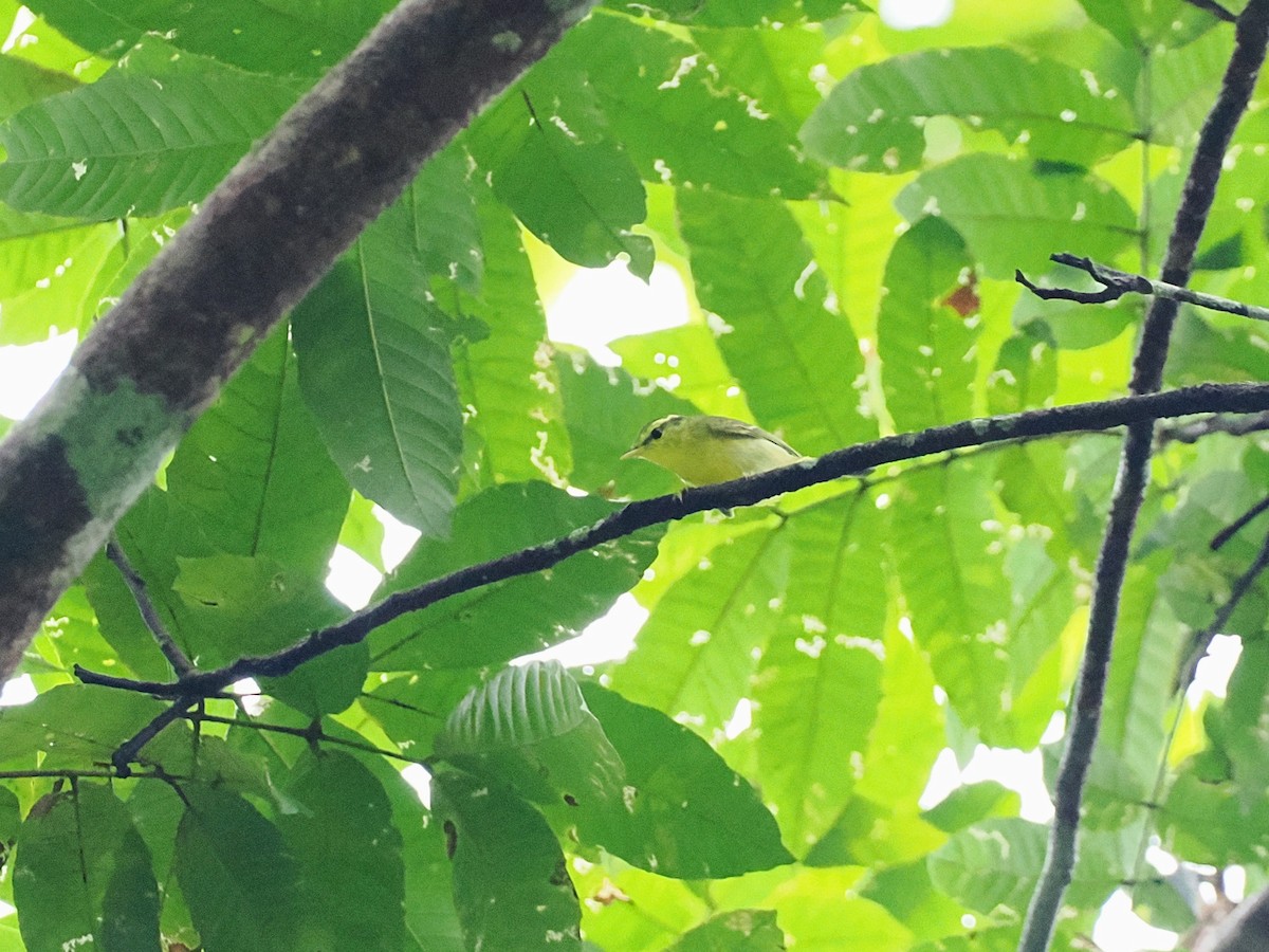 Sulphur-breasted Warbler - ML644640826