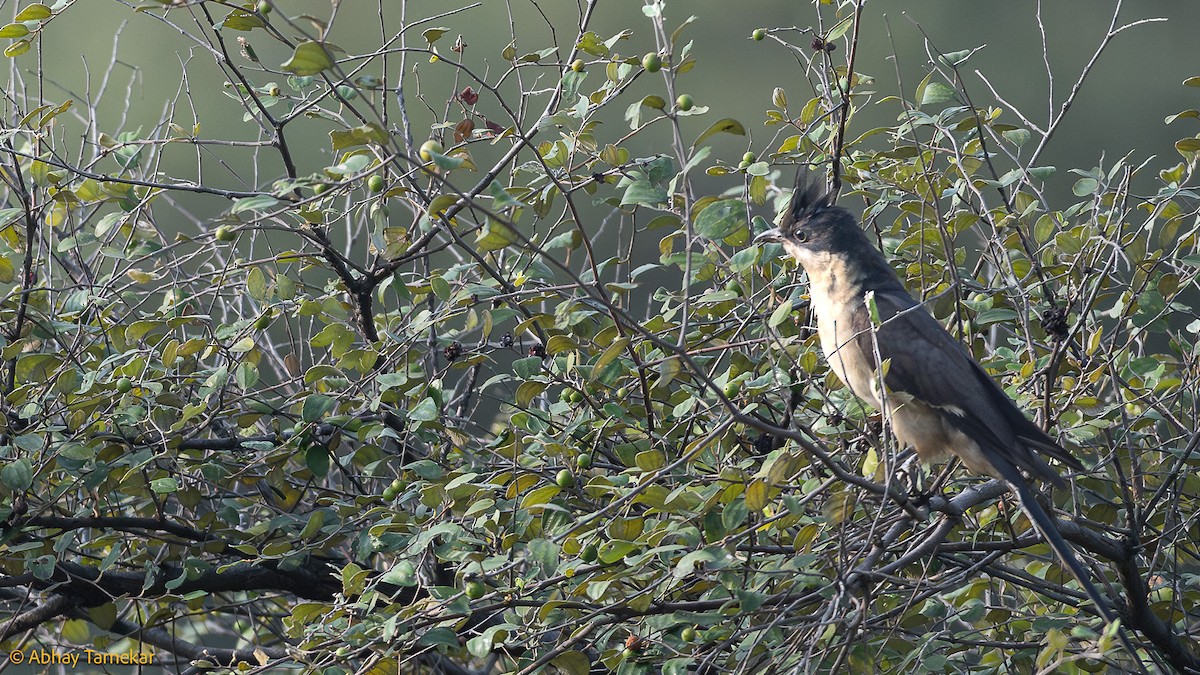 Jakobinerkuckuck - ML644640828