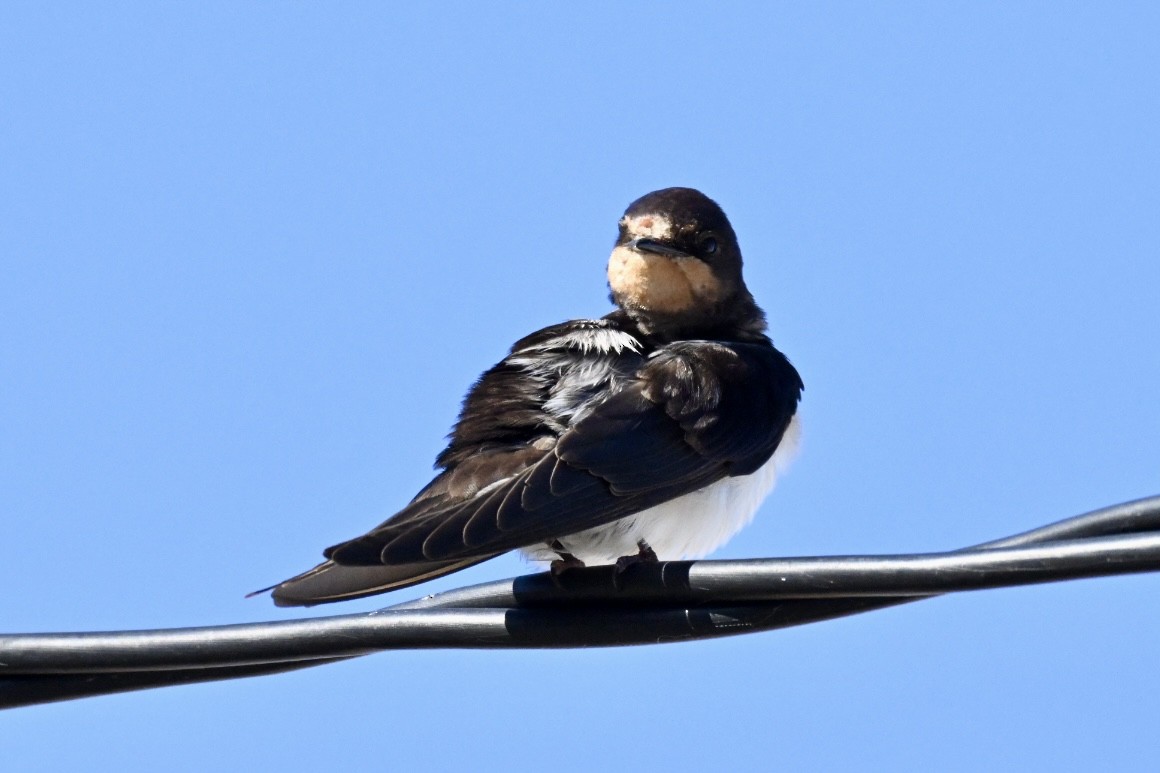 Ластівка сільська - ML644640835