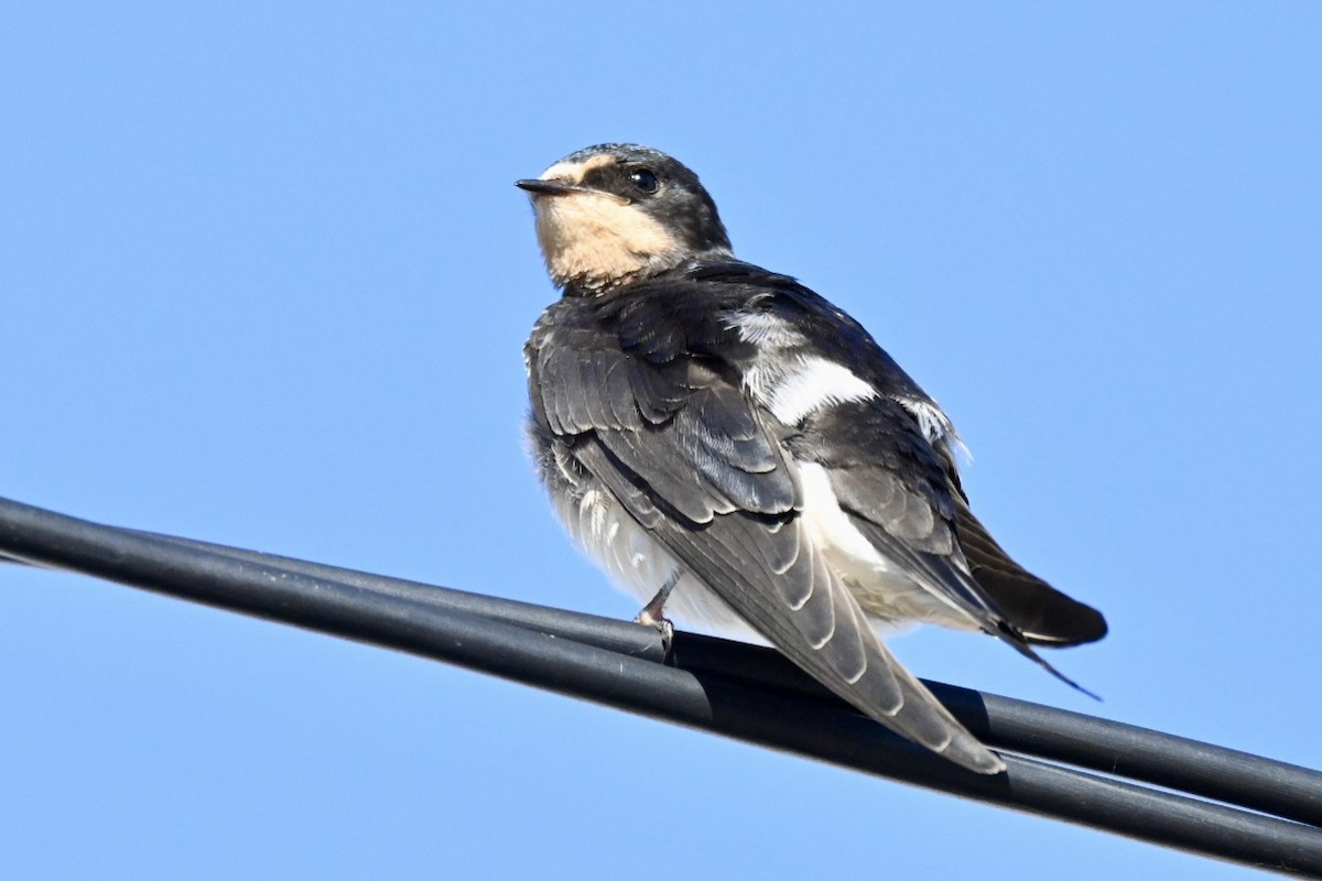 Ластівка сільська - ML644640836