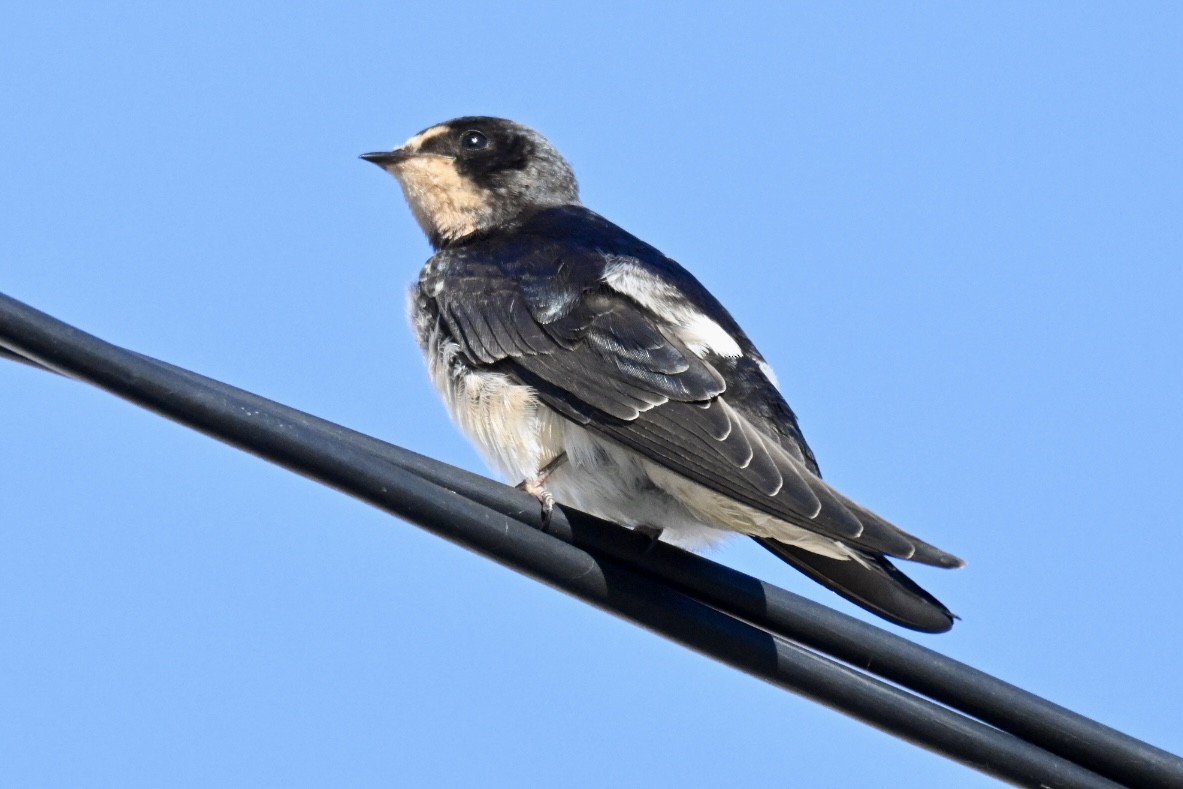 Ластівка сільська - ML644640837