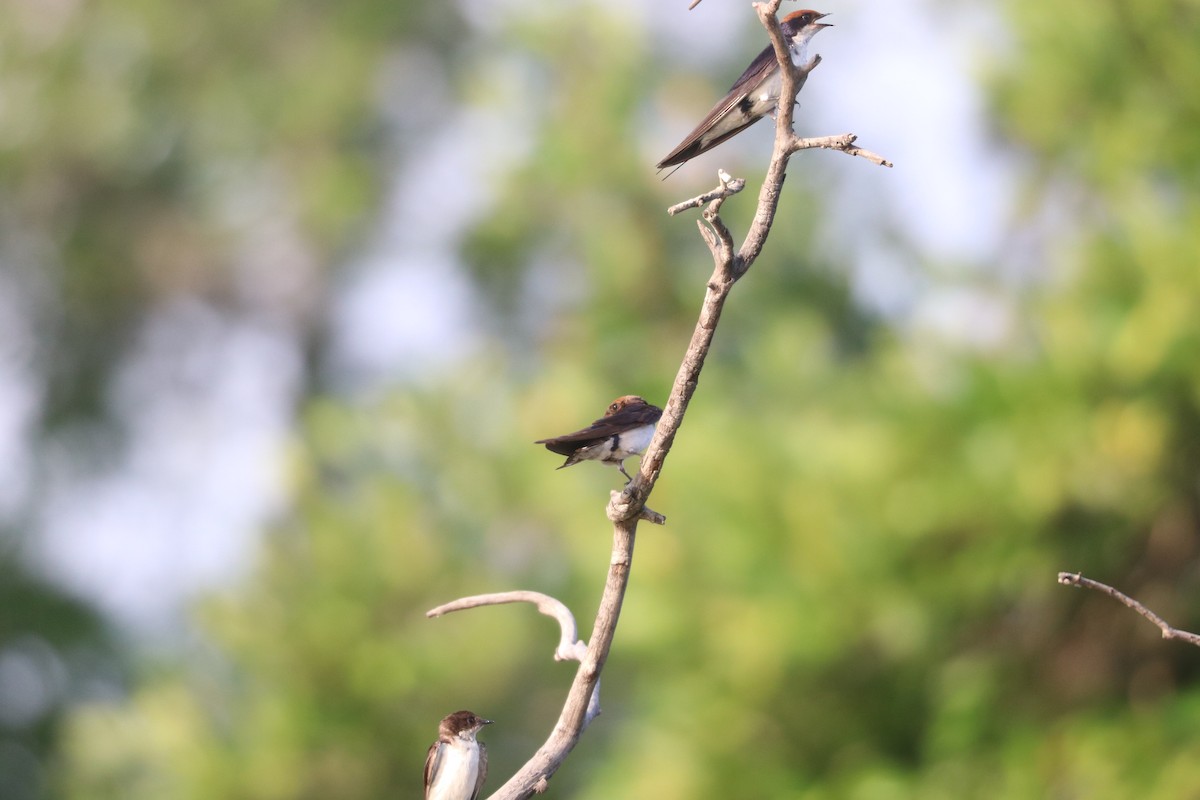 Wire-tailed Swallow - ML644640838