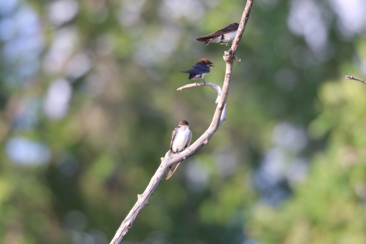 Wire-tailed Swallow - ML644640839