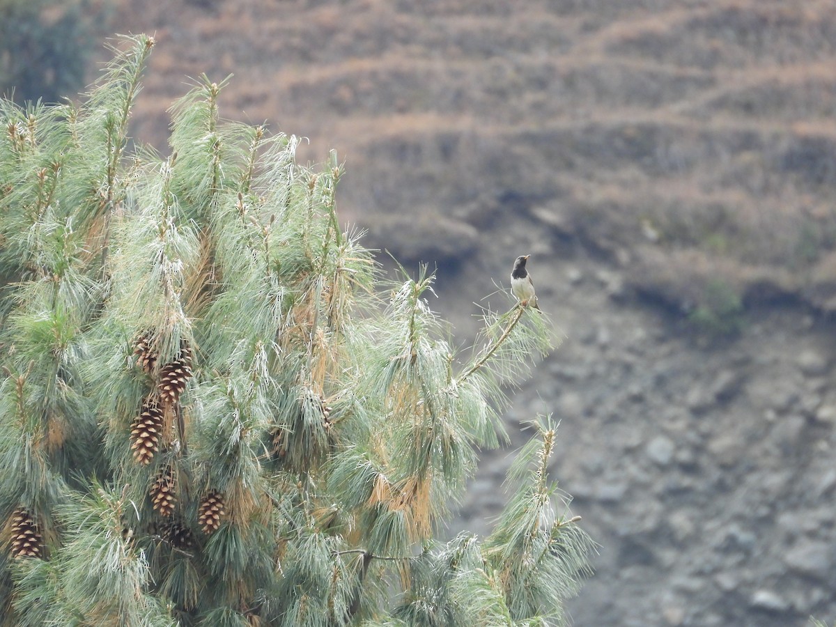 Дрізд чорноволий - ML644640840