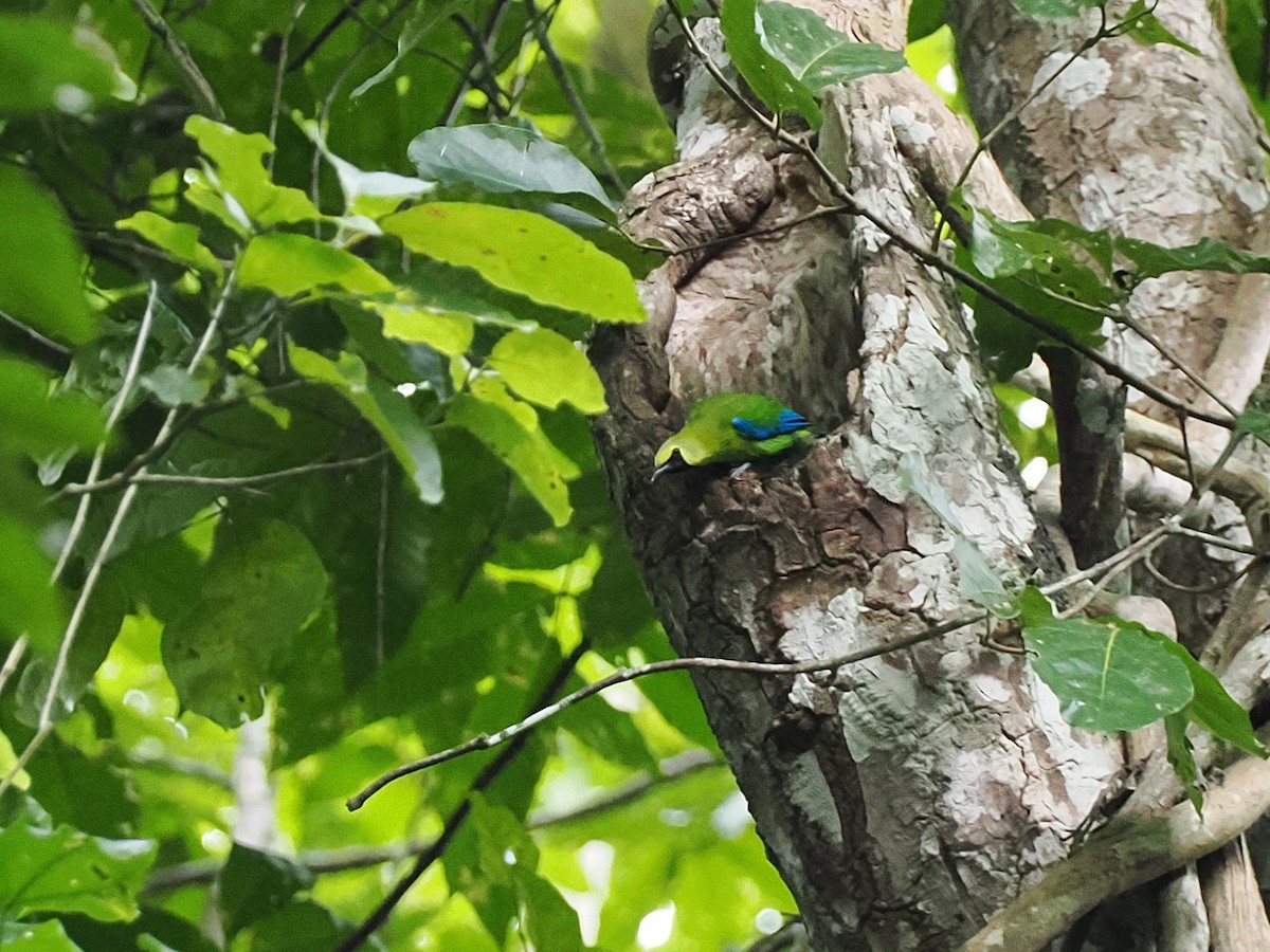 Blue-winged Leafbird - ML644640846