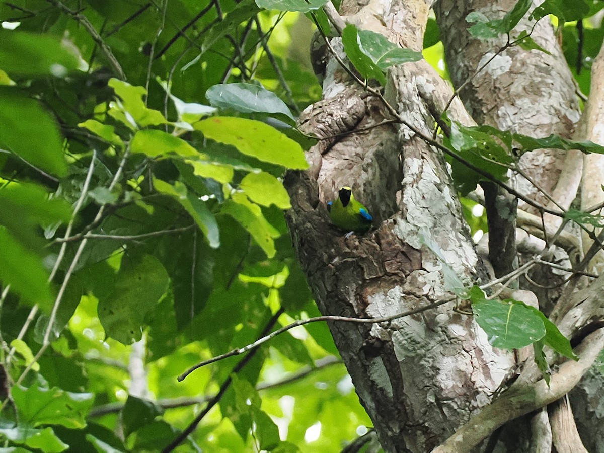 Blue-winged Leafbird - ML644640847