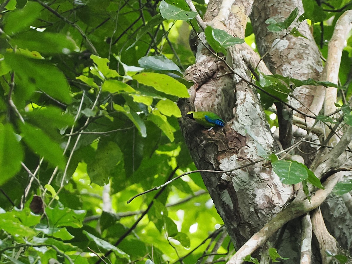 Blue-winged Leafbird - ML644640848