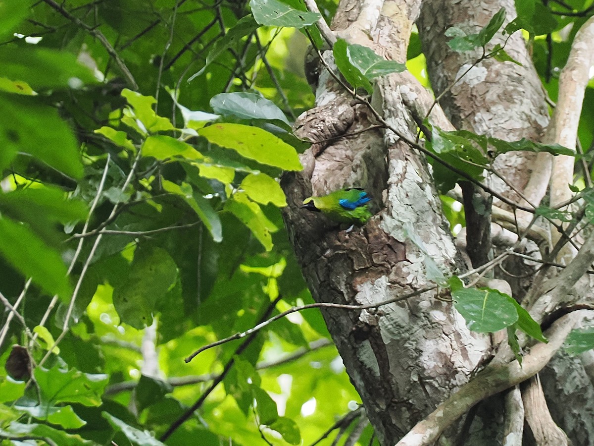 Blue-winged Leafbird - ML644640849