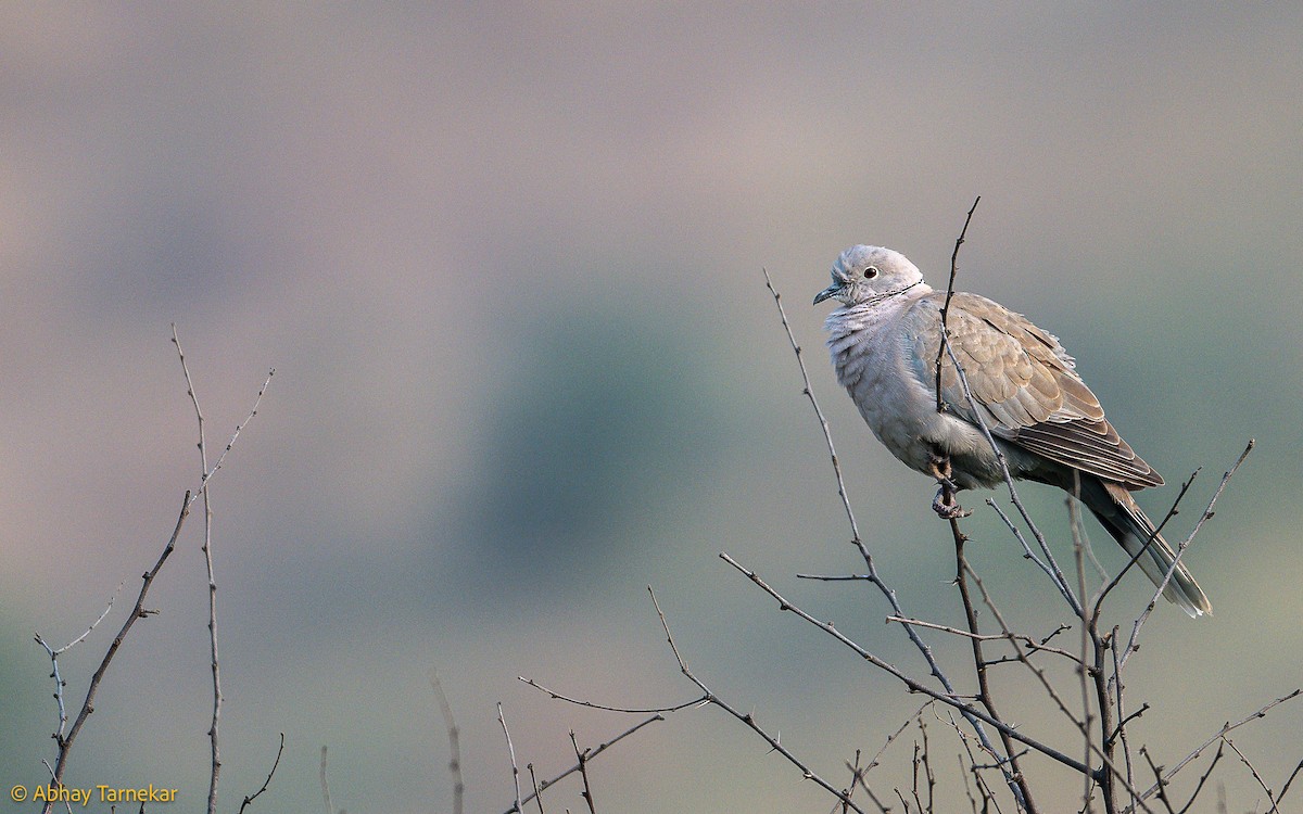 Türkentaube - ML644640853